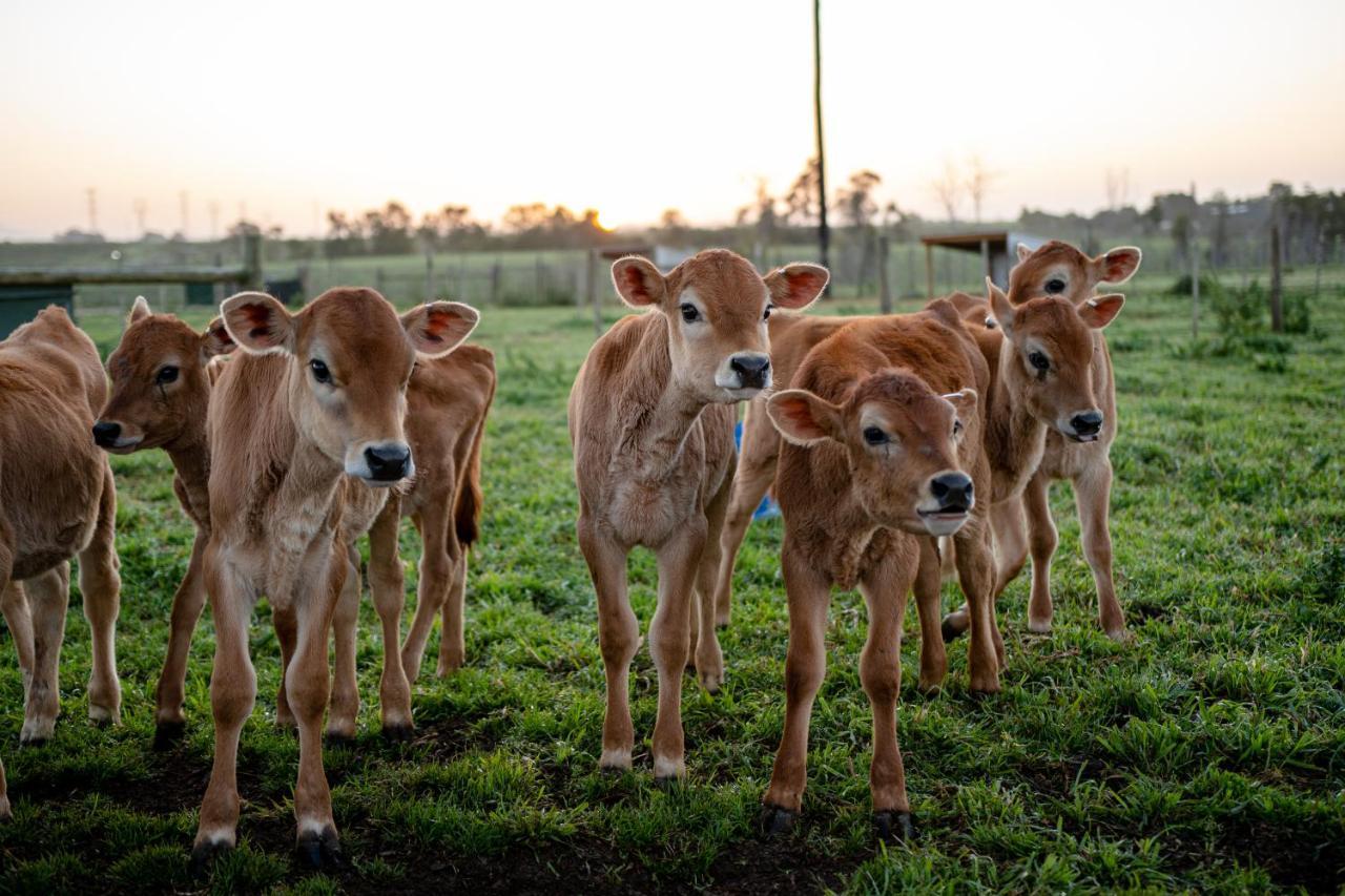 Oakhurst Farm Alojamento de Turismo Rural Wilderness